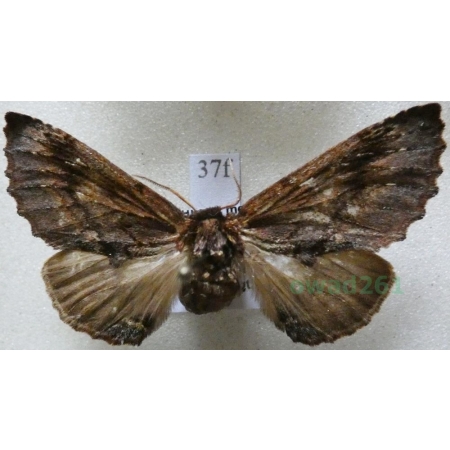 Ptilodon capucina (Linnaeus, 1758) female Wiechetka wielbłądka Czech37f